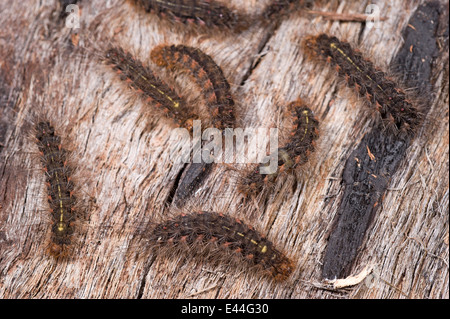 https://l450v.alamy.com/450v/e44g30/white-cedar-moth-larvae-e44g30.jpg