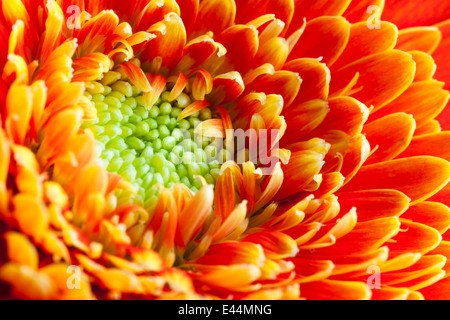 Close up of orange flower petals and green stigma. Stock Photo