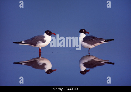 Seagulls on Cape Hatteras, North Carolina USA Stock Photo