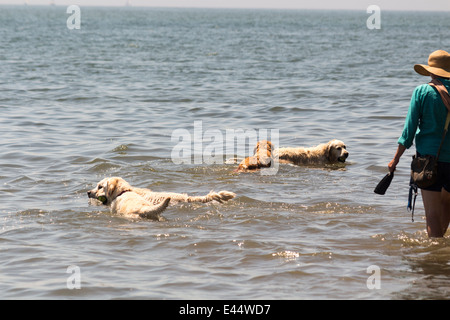 Three Golden Retrievers and a Yellow Labrador playing in the water at off leash dog park Cherry Beach Toronto Ontario Canada Stock Photo