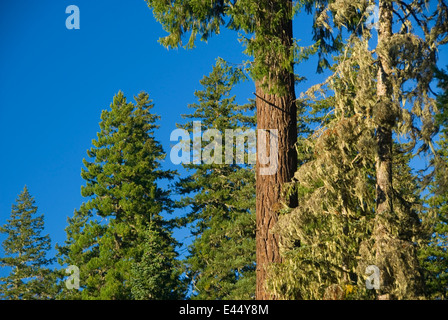 Douglas firs, West Cascades Scenic Byway, Willamette National Forest, Oregon Stock Photo