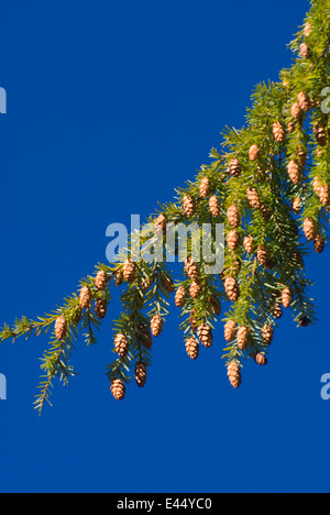 Mountain hemlock (Tsuga mertensiana) cones, Willamette National Forest, Oregon Stock Photo