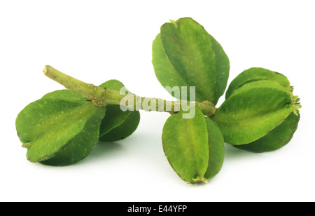 Medicinal Terminalia arjuna over white background Stock Photo