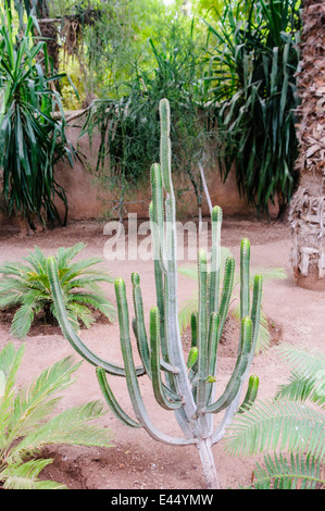 Cactus in Les Jardins Majorelle, a memorial to Yves Saint Laurent, Marrakech, Morocco Stock Photo