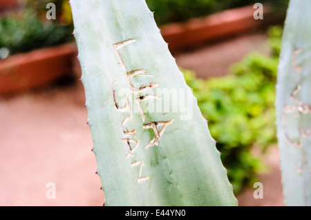 Agave leaves with names carved into it, in Les Jardins Majorelle, a memorial to Yves Saint Laurent, Marrakech, Morocco Stock Photo
