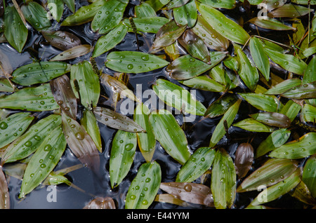 Background of fresh and shiny bog pondweed laeves pattern with waterdrops Stock Photo