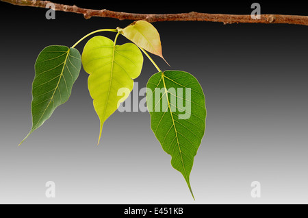 Four Bodhi tree leaves on branch closeup Stock Photo