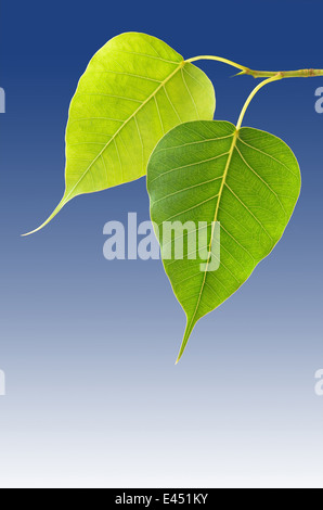 Two bodhi tree leaves on blue background closeup Stock Photo