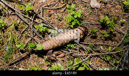 Pine cone on forest floor covered with needles Stock Photo