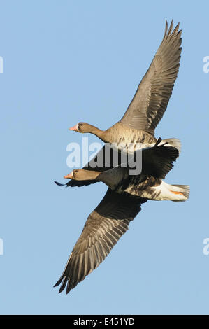 Two flying Greater white-fronted Geese (Anser albifrons), Bislicher Insel, Wesel, Lower Rhine region, North Rhine-Westphalia Stock Photo