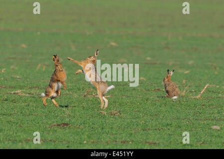 Two European Hares (Lepus europaeus) fighting on a field, a third one next to it Stock Photo