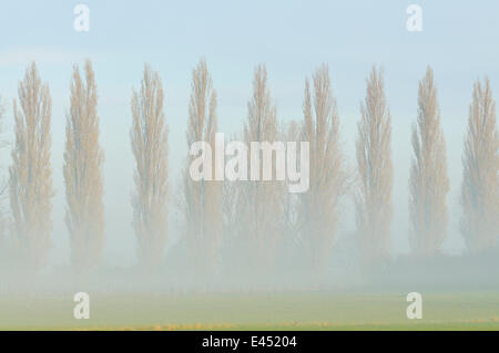 Row of poplars (Populus nigra italica) in the fog, Rheinberg, Lower Rhine region, North Rhine-Westphalia, Germany Stock Photo