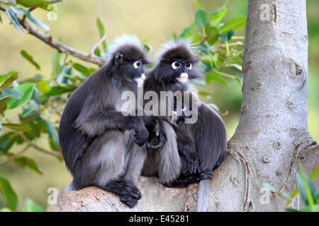 Dusky Leaf Monkeys or Southern Langurs (Trachypithecus obscurus) monkey family on tree, female suckling young, native to Asia Stock Photo