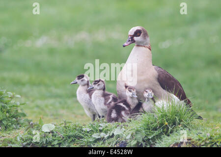 Adult Egyptian Goose (Alopochen aegyptiacus) with chicks, North Hesse, Hesse, Germany Stock Photo