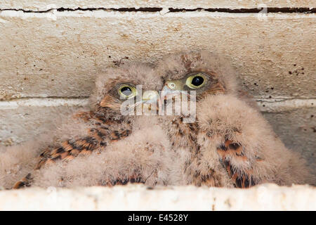 Young Kestrels (Falco tinnunculus) in nest box, North Hesse, Hesse, Germany Stock Photo