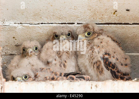 Young Kestrels (Falco tinnunculus) in nest box, North Hesse, Hesse, Germany Stock Photo