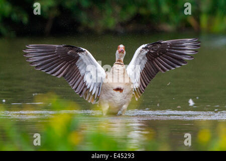 Egyptian Goose (Alopochen aegyptiacus) with spread wings, North Hesse, Hesse, Germany Stock Photo