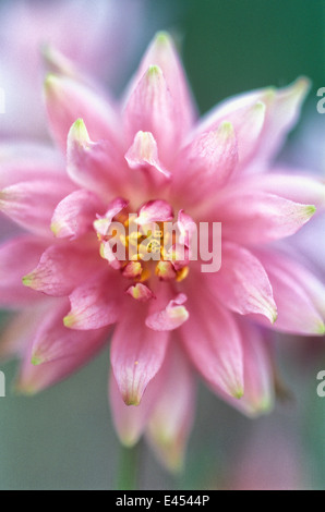 Aquilegia vulgaris var. stellata 'Rose Barlow', Culverwort. Perennial, May. Close up portrait of pink flower. Stock Photo