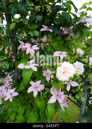 Clematis and climbing rose at the Community Garden Broadwater Farm Estate in Tottenham N17 London UK  KATHY DEWITT Stock Photo