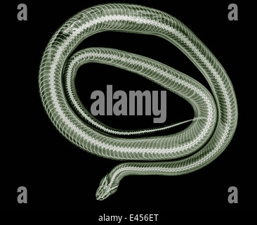 Xray image of coiled snake Stock Photo