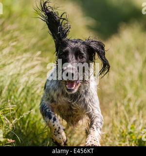 A wet 2 year old working English Springer Spaniel dog running through roughland in the Uk Stock Photo