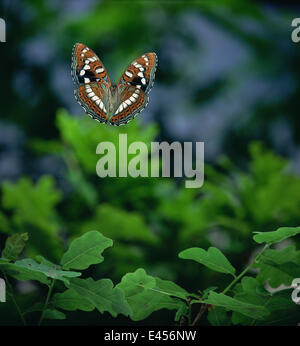 Poplar Admiral butterfly (Limenitis populi) in flight, Germany, captive Stock Photo