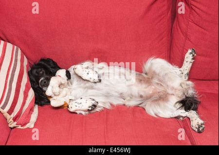 A 2 year old English Springer Spaniel dog mothering soft toys as she suffers a phantom preganancy , common in unsprayed dogs Stock Photo
