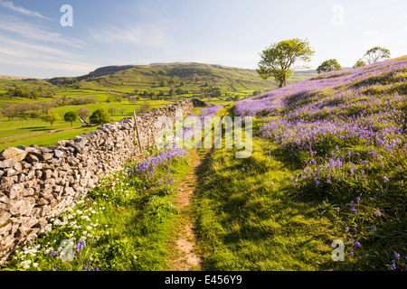 Bluebells and Wild Garlic growing on a limestone hill in the Yorkshire Dales National Park, UK. Stock Photo