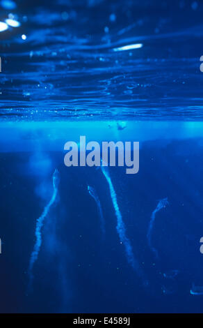 Emperor penguins {Aptenodytes forsteri} diving, Cape Washington, Antarctica Stock Photo