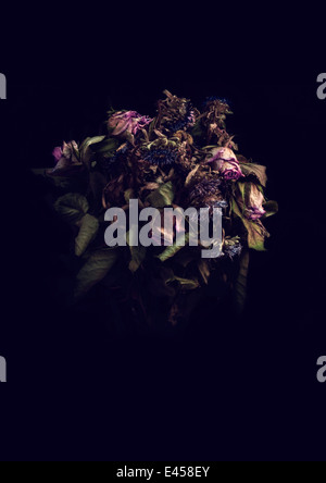 Close up of decaying flowers Stock Photo