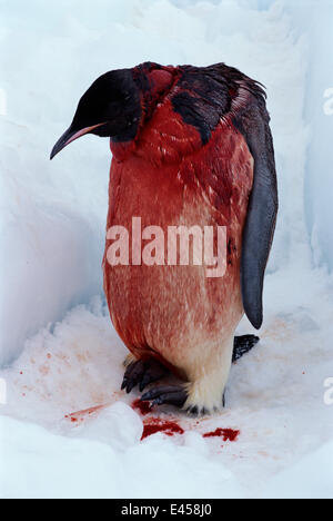 leopard seal attacks man