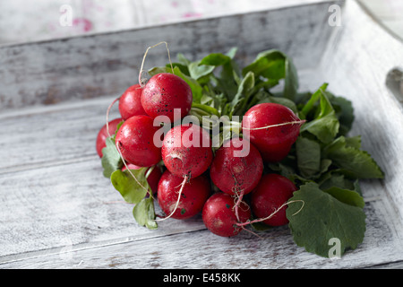 Bunch of fresh radishes Stock Photo