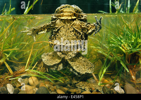 Giant Titicaca frog {Telmatobius culeus} Lake Titicaca, Bolivia / Peru largest Stock Photo