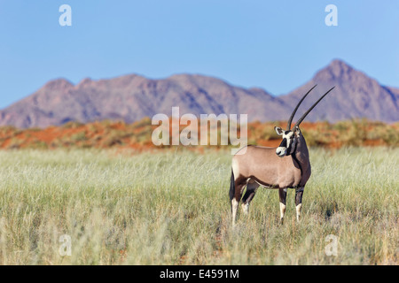 Gemsbok (Oryx gazella) Stock Photo