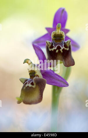 Orchid (Ophrys apulica) flowers, Vieste, Gargano NP, Gargano Peninsula ...