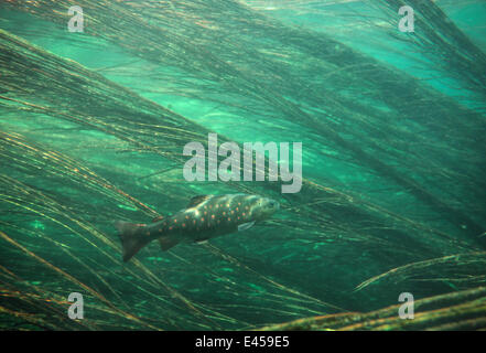 Brown trout (Salmo trutta fario) amongst reeds, Gacka River, Croatia, 1987 Stock Photo