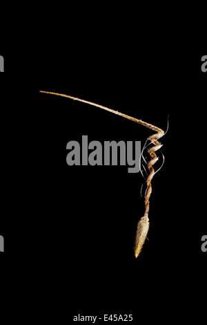 Common storksbill seed Erodium cicutarium Spain Stock Photo - Alamy