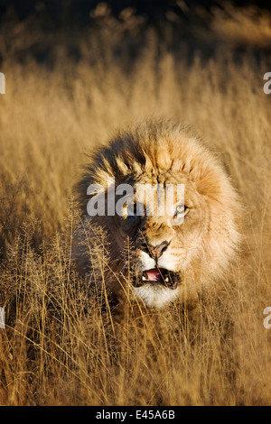 Snarling Male Lion (Panthera leo) Stock Photo