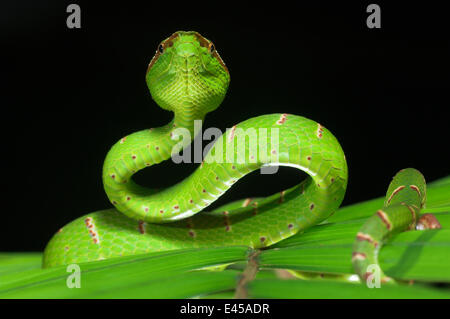 Wagler's / Temple pitviper (Tropidolaemus wagleri) on leaf, in defensive / strike posture, Danum Valley, Sabah, Borneo Stock Photo