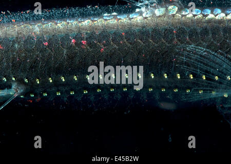 Close-up of ventral photophores on body of Viperfish {Chauliodus sloani} Atlantic Stock Photo