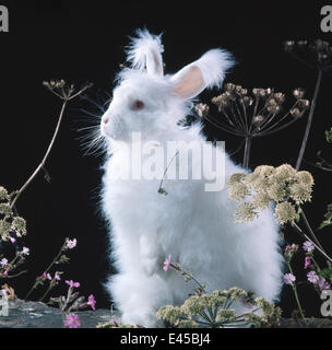 White Long Haired Angora Rabbit Amongst Plants Stock Photo