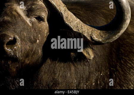 Male African / Cape Buffalo (Syncerus caffer) Okavango Delta, Botswana. Stock Photo