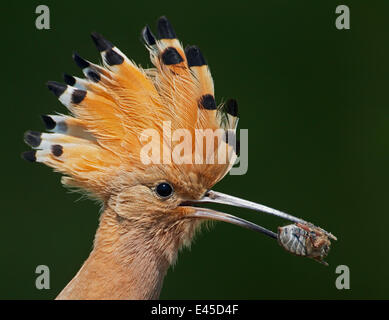 Hoopoe (Upupa epops) with insect prey in beak, Pusztaszer, Hungary, May 2008 Stock Photo