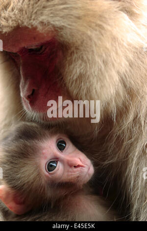 Japanese macaque (Macaca fuscata) nursing one month old baby, Jigokudani, Joshinetsu Kogen NP, Nagano, Japan Stock Photo