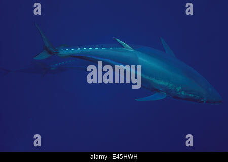 Atlantic bluefin tuna (Thunnus thynnus) captive, Malta, Mediteranean, May 2009 Stock Photo