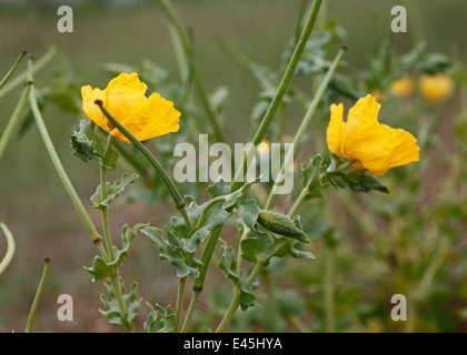 Glaucium flavum, yellow hornpoppy or yellow horned poppy. Stock Photo