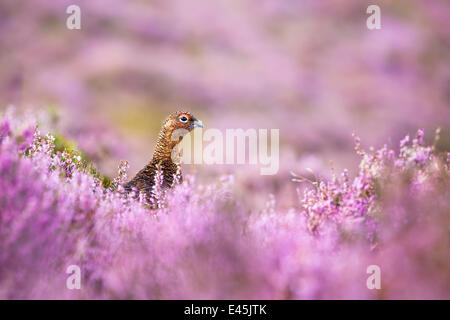 Red grouse {Lagopus lagopus scoticus} on heather moorland, Derwent Edge, Peak District National Park, UK, September. Stock Photo