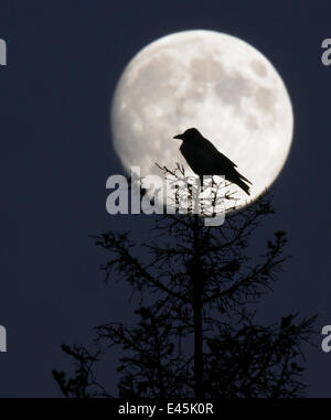 Silhouette of Hooded Crow (Corvus corone cornix) against full moon, Helsinki, Finland, December Stock Photo