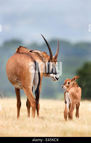 Roan Antelope (Hippotragus equinus) female in grassland, Mokala ...