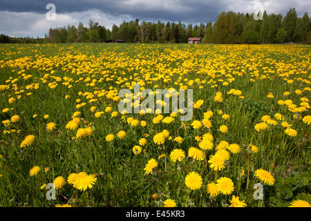 Field of Dandelions (Taraxacum sp) in flower, Bergslagen, Sweden, June 2009 Stock Photo